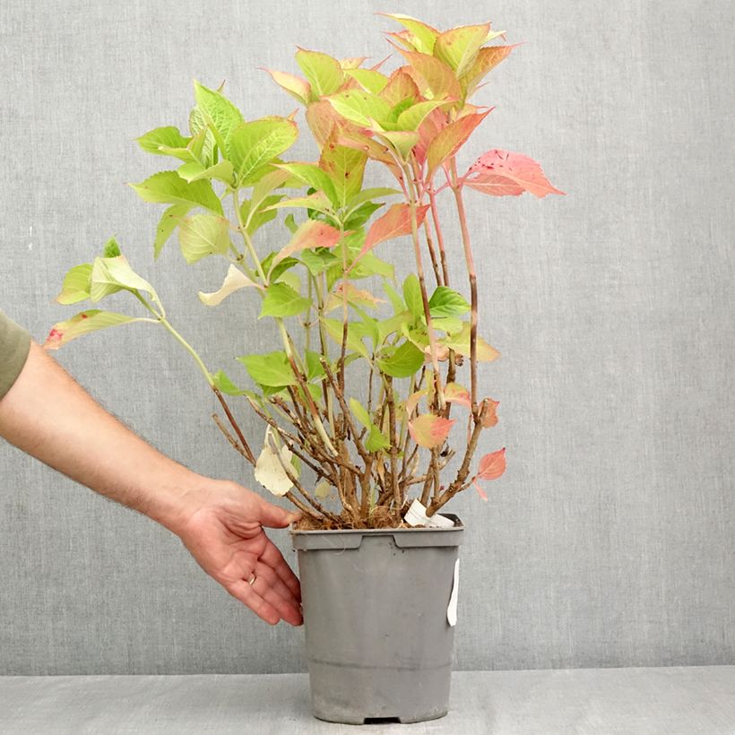 Hydrangea macrophylla Red Baron 4L/5L pot sample as delivered in summer