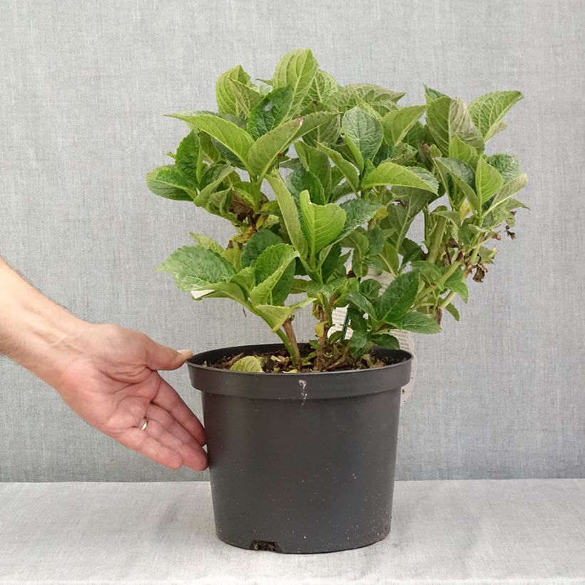 Hydrangea macrophylla Beautensia Dali 4L/5L pot sample as delivered in summer