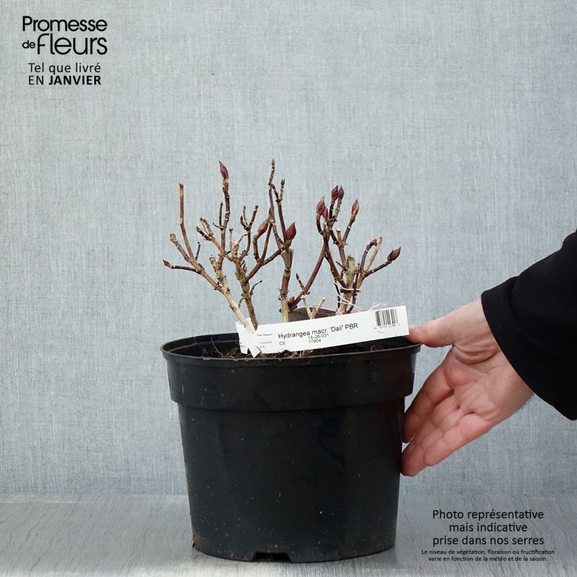 Hydrangea macrophylla Beautensia Dali 4L/5L pot sample as delivered in winter