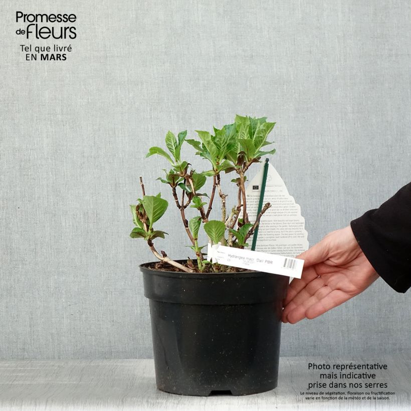 Hydrangea macrophylla Beautensia Dali 4L/5L pot sample as delivered in spring