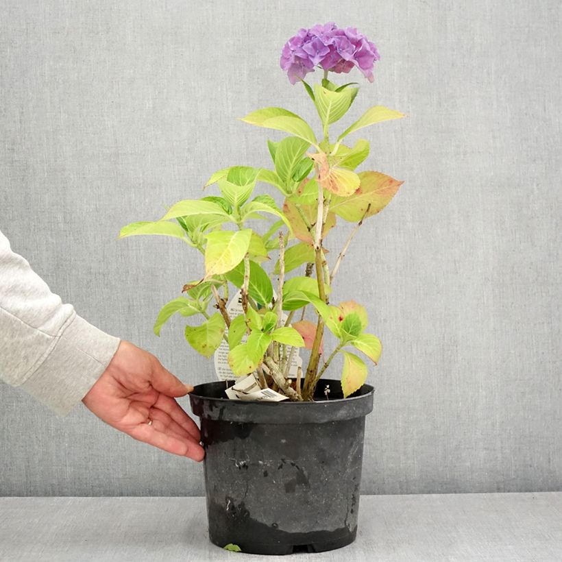 Hydrangea macrophylla Beautensia Spike 4L/5L pot sample as delivered in summer