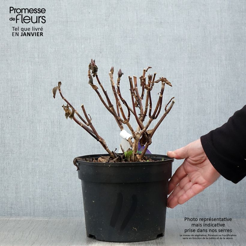 Hydrangea macrophylla Beautensia Spike 4L/5L pot sample as delivered in winter