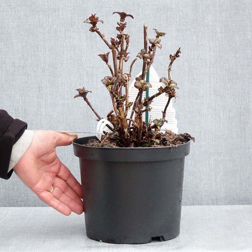 Hydrangea macrophylla Benthe - Mophead Hydrangea 4L/5L pot sample as delivered in spring