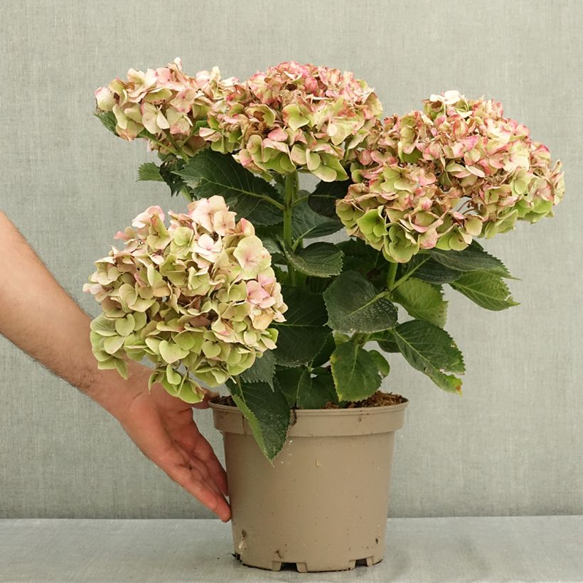 Hydrangea macrophylla Berlin Rabe  4L/5L pot sample as delivered in summer