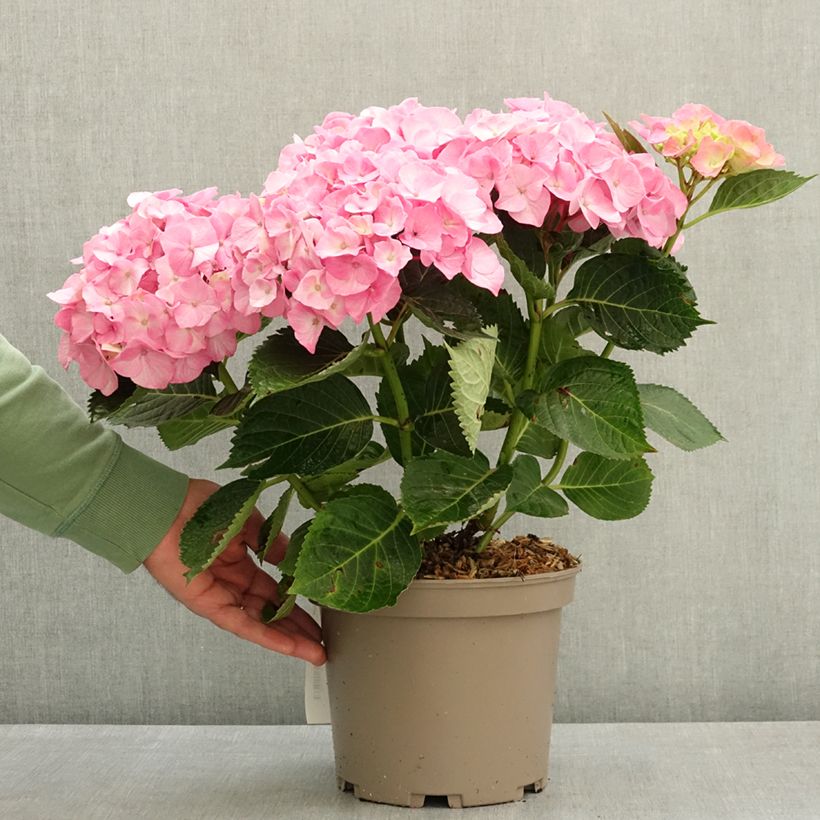 Hydrangea macrophylla Berlin Rabe  4L/5L pot sample as delivered in spring
