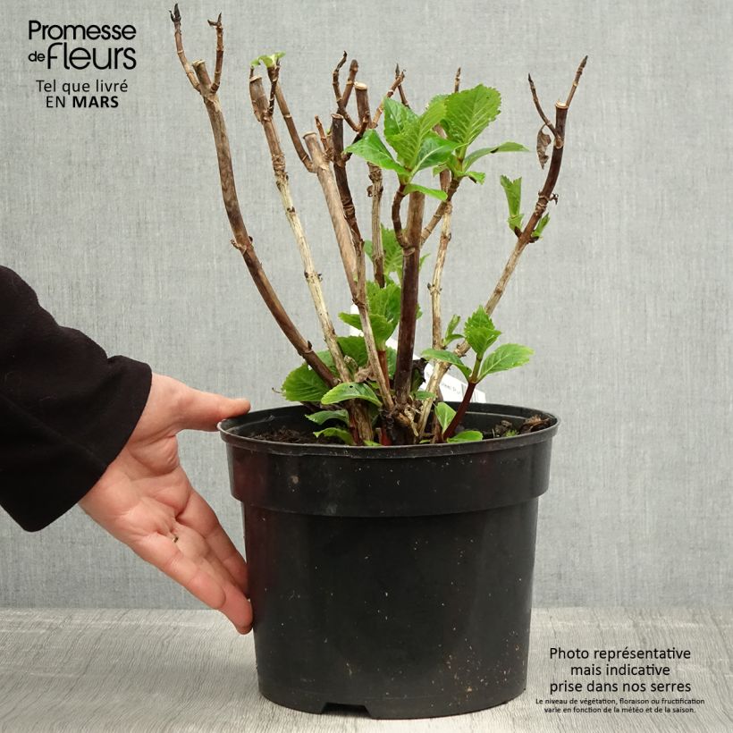 Hydrangea macrophylla Black Steel Purple 4L/5L pot sample as delivered in spring
