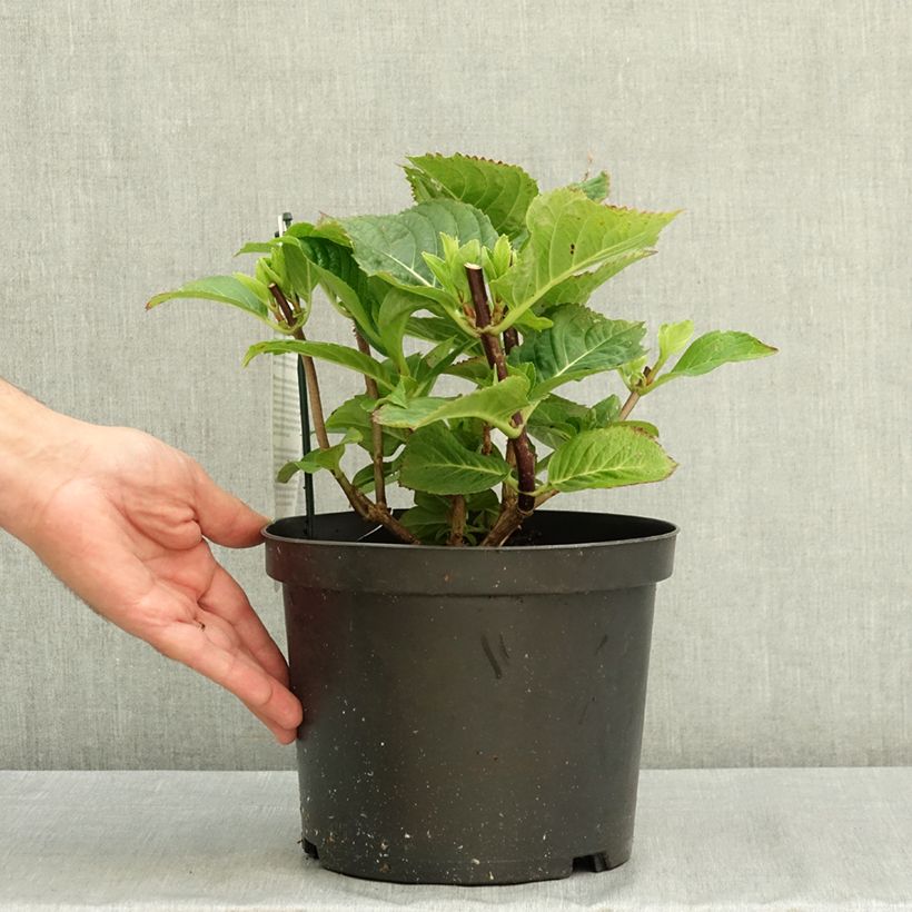 Hydrangea macrophylla Black Steel Purple 4L/5L pot sample as delivered in summer