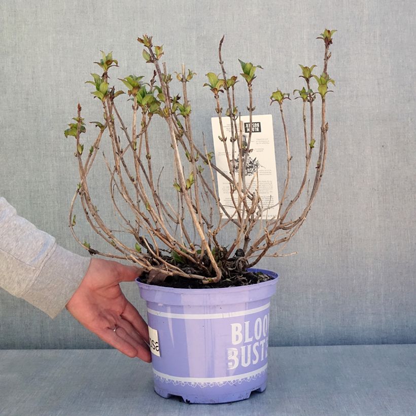 Hydrangea macrophylla Bloombuster 4L/5L pot sample as delivered in spring