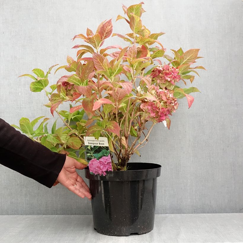 Hydrangea macrophylla Bouquet Rose 7.5L/10L pot sample as delivered in autumn