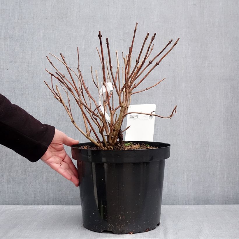 Hydrangea macrophylla Bouquet Rose 7.5L/10L pot sample as delivered in winter