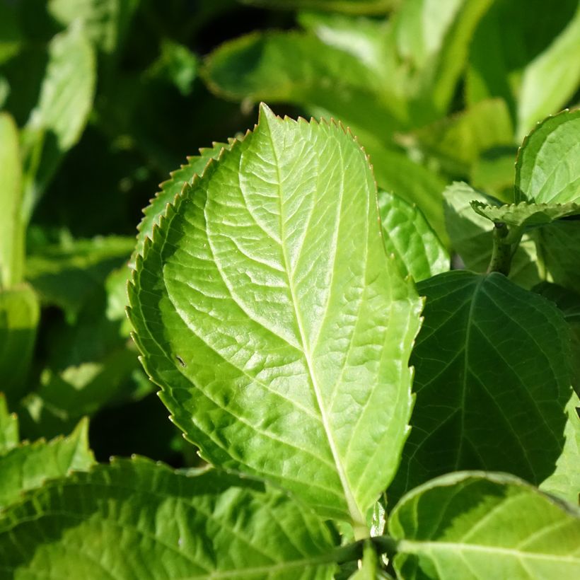 Hydrangea macrophylla Bright White (Foliage)