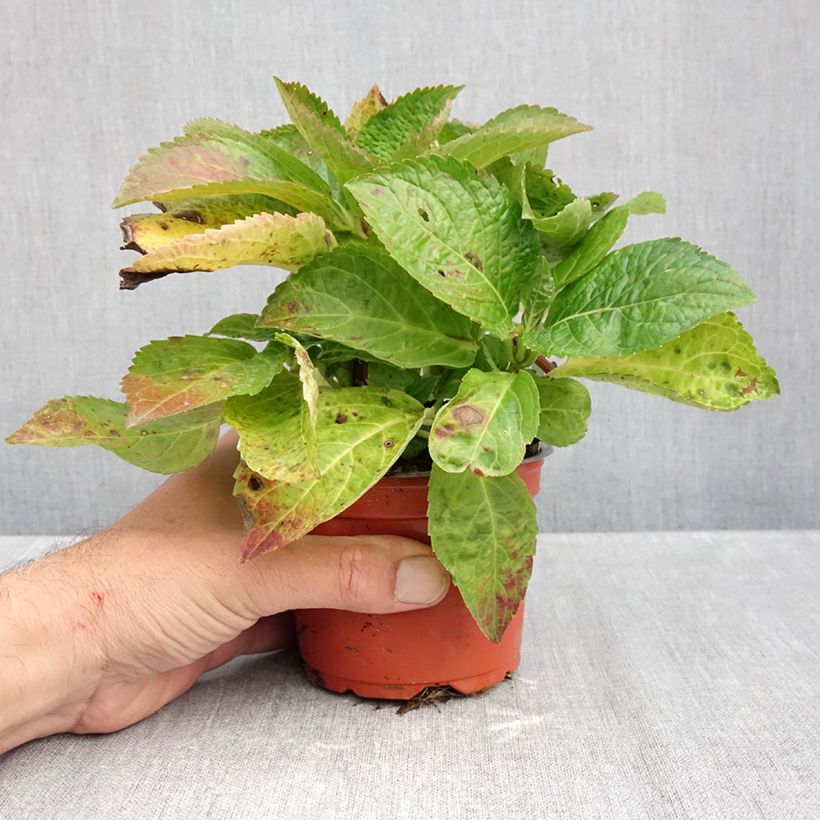 Hydrangea macrophylla Bright White 8/9 cm pot sample as delivered in autumn