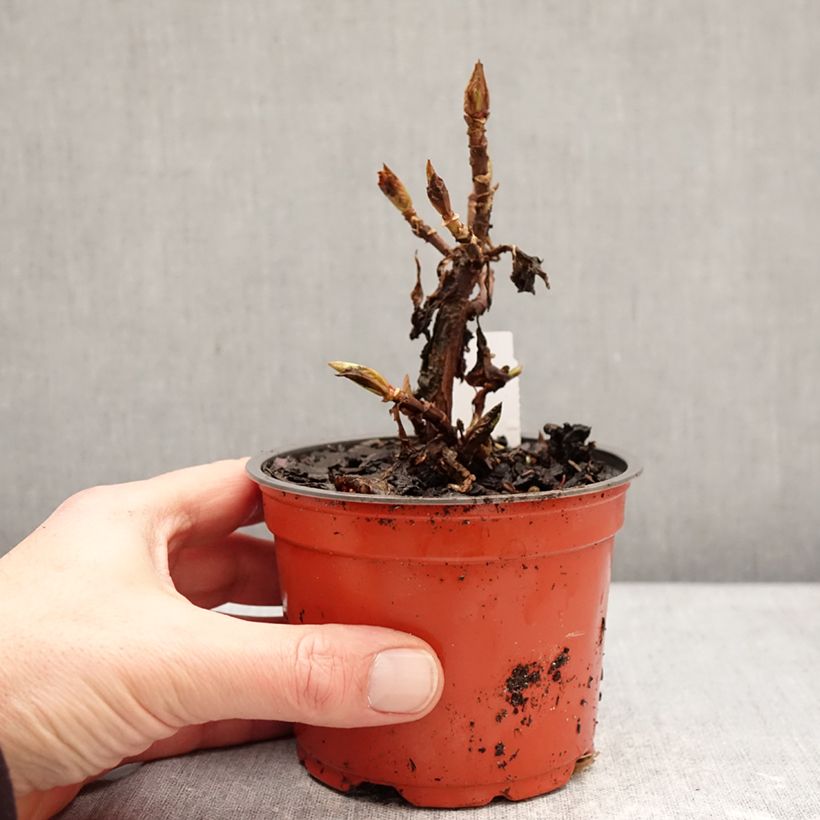 Hydrangea macrophylla Bright White 8/9 cm pot sample as delivered in winter