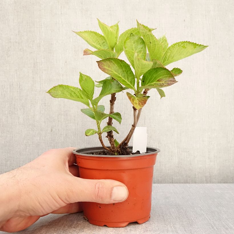 Hydrangea macrophylla Bright White 8/9 cm pot sample as delivered in spring