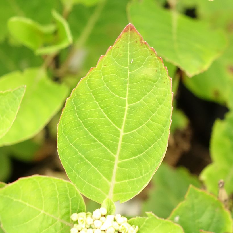 Hydrangea macrophylla Rendez-Vous Choco Chic (Foliage)