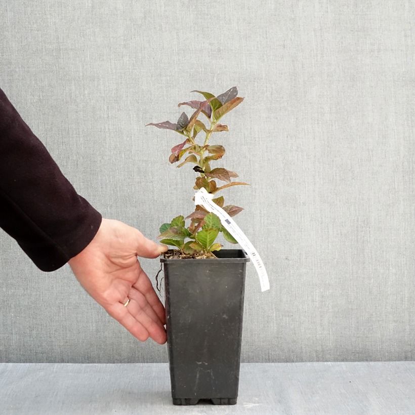 Hydrangea Macrophylla Chocolate 1.5L/2L pot sample as delivered in autumn