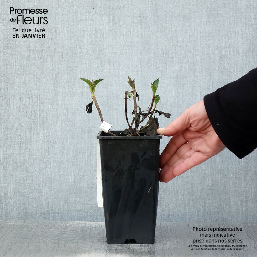 Hydrangea Macrophylla Chocolate 1.5L/2L pot sample as delivered in winter