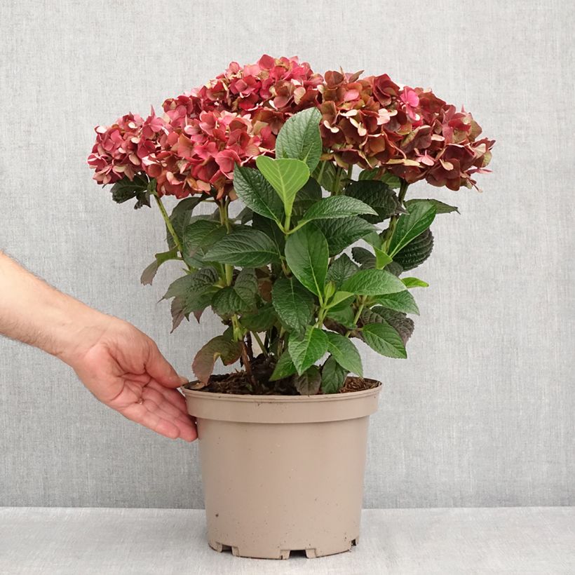 Hydrangea Macrophylla Chocolate 4L/5L pot sample as delivered in summer