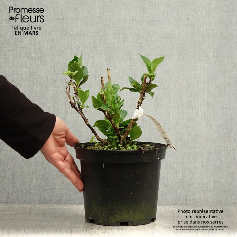 Hydrangea Macrophylla Chocolate 4L/5L pot sample as delivered in spring