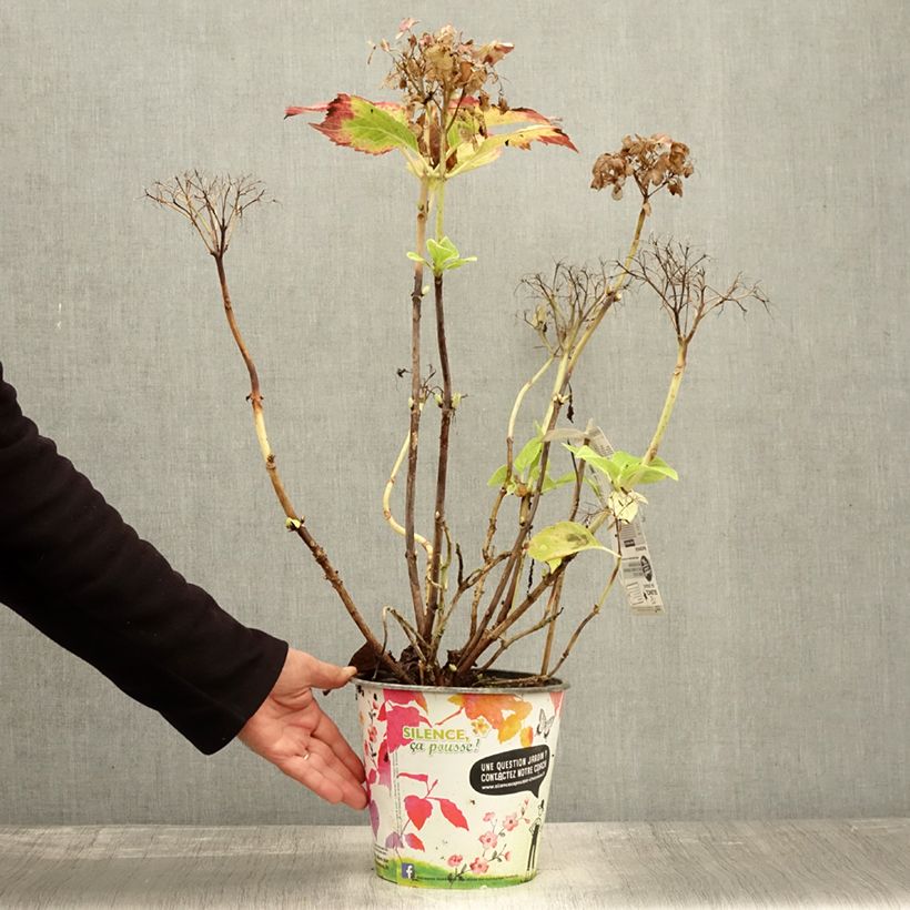 Hydrangea macrophylla Dolce Fragola 4L/5L pot sample as delivered in autumn