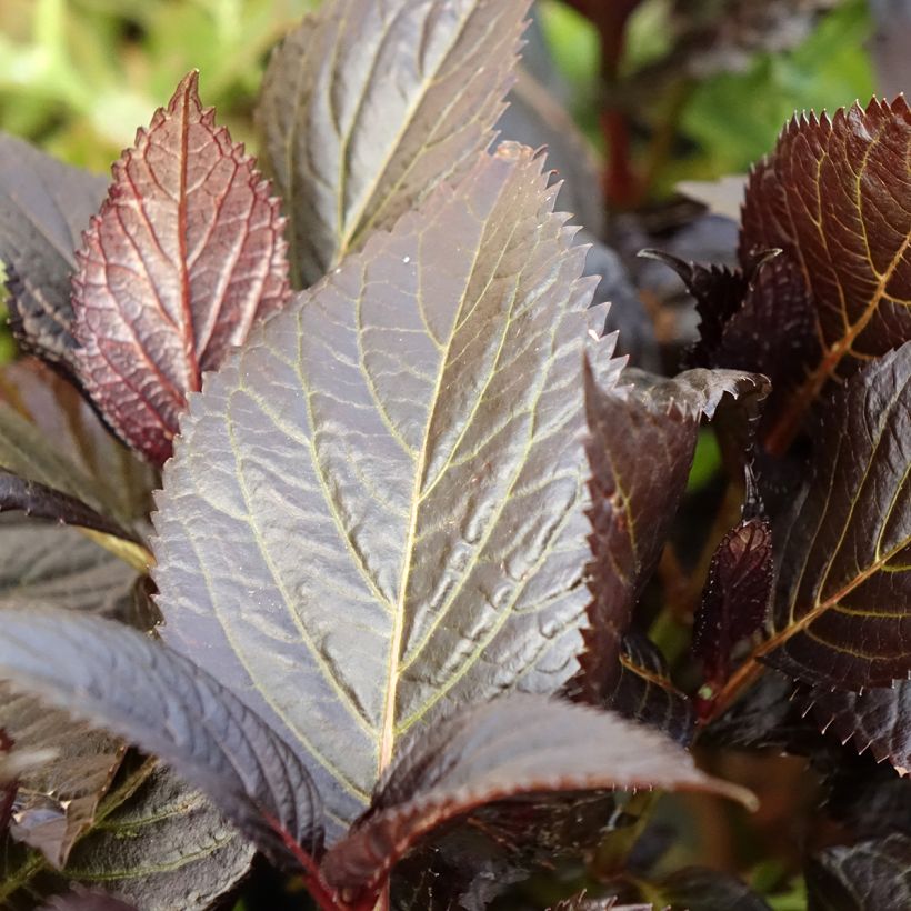 Hydrangea macrophylla Eclipse (Foliage)