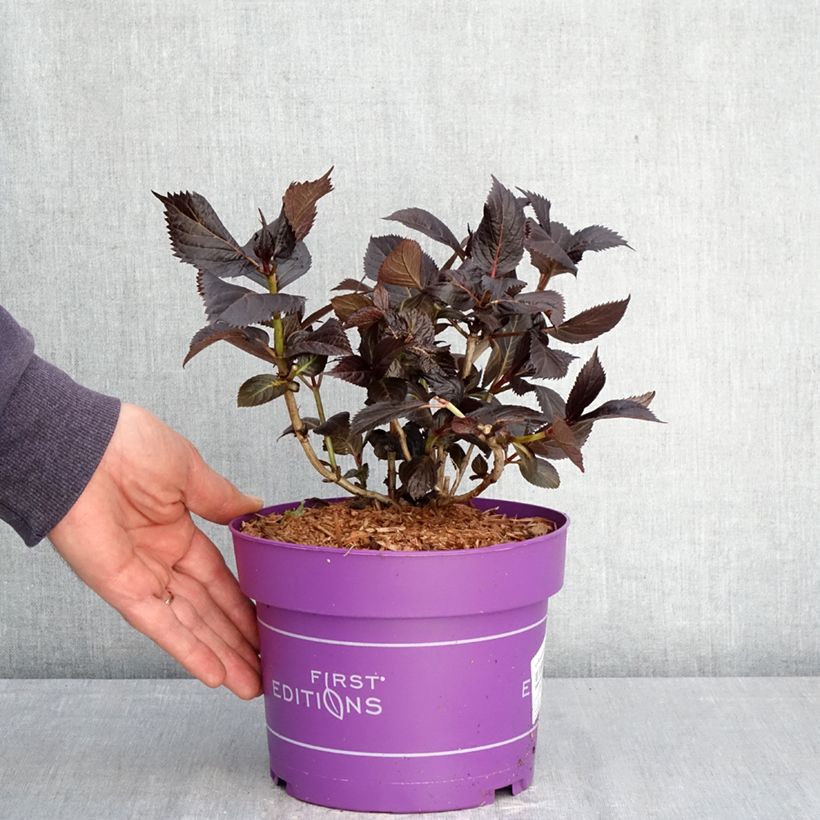 Hydrangea macrophylla Eclipse 3L/4L pot sample as delivered in spring