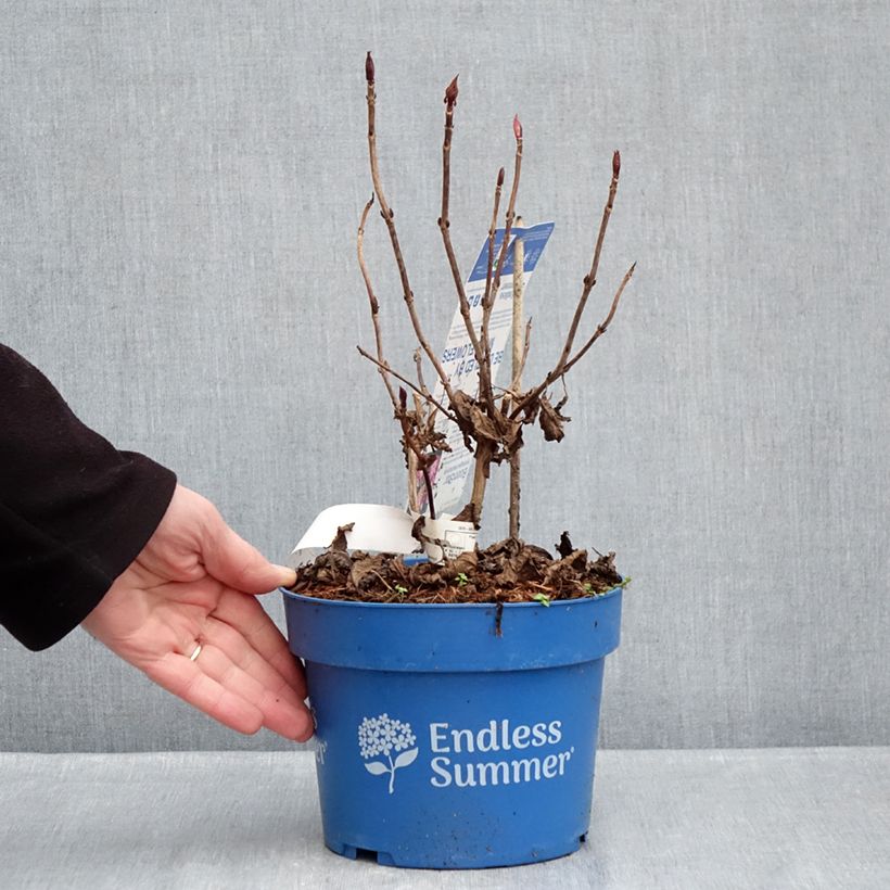 Hydrangea  macrophylla Endless Summer Bloomstar 3L/4L pot sample as delivered in winter