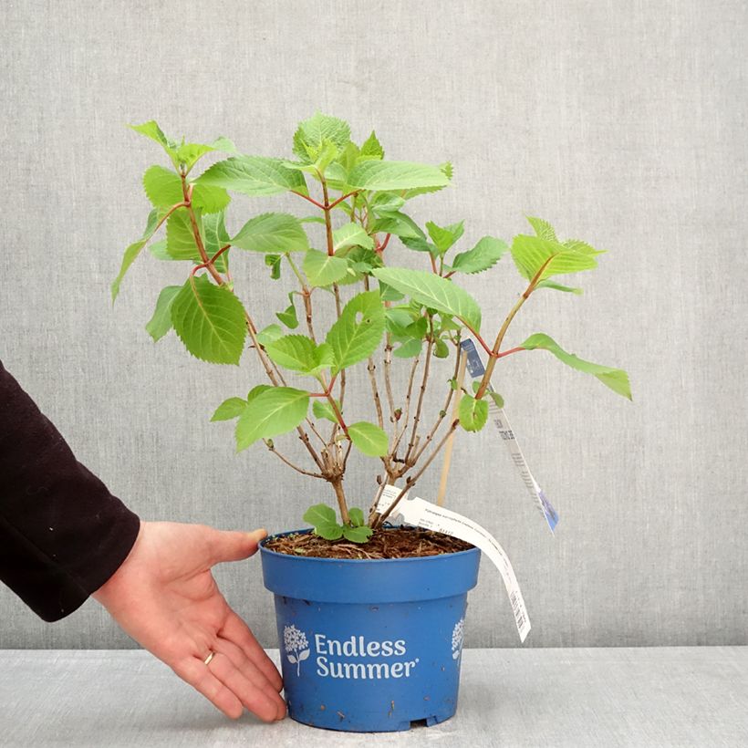 Hydrangea  macrophylla Endless Summer Bloomstar 3L/4L pot sample as delivered in spring