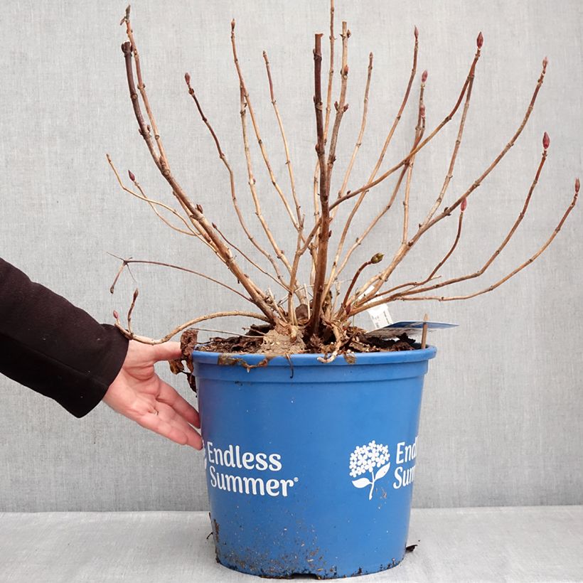 Hydrangea macrophylla Endless Summer The Bride 7.5L/10L pot sample as delivered in winter