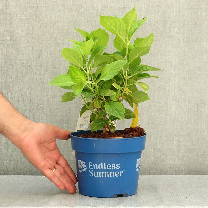 Hydrangea macrophylla Endless Summer The Bride 2L/3L pot sample as delivered in summer