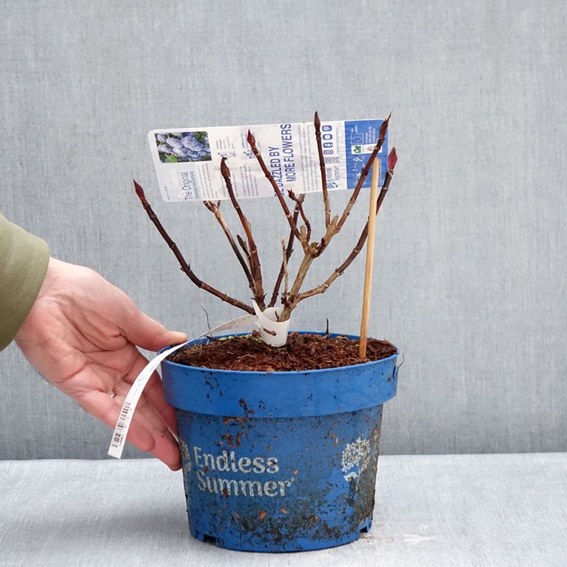 Hydrangea  macrophylla Endless Summer The Original Blue 2L/3L pot sample as delivered in winter