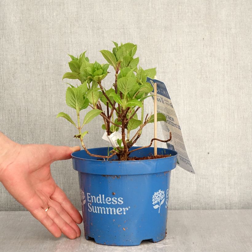 Hydrangea  macrophylla Endless Summer The Original Blue 2L/3L pot sample as delivered in spring