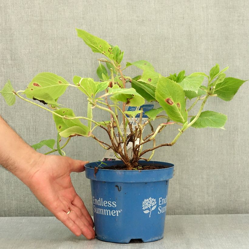 Hydrangea macrophylla Endless Summer The Original Pink 2L/3L pot sample as delivered in summer