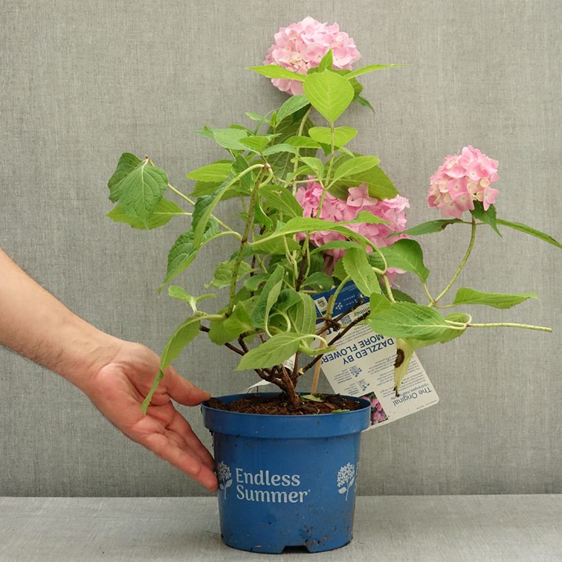 Hydrangea macrophylla Endless Summer The Original Pink 2L/3L pot sample as delivered in spring