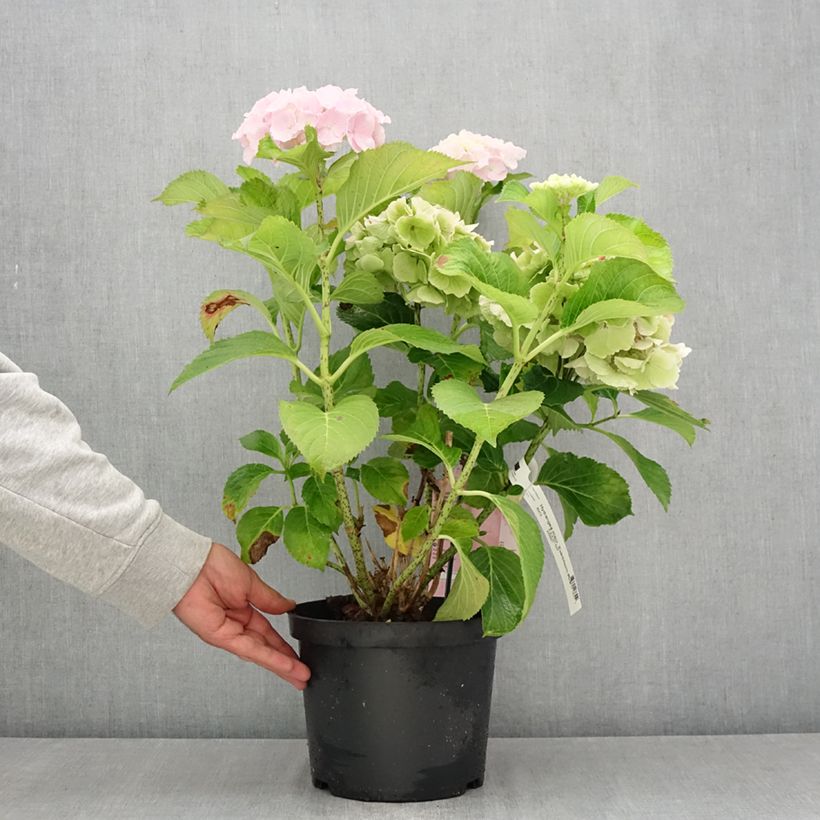 Hydrangea macrophylla Everbloom Pink Wonder- Mophead Hydrangea 4L/5L pot sample as delivered in summer