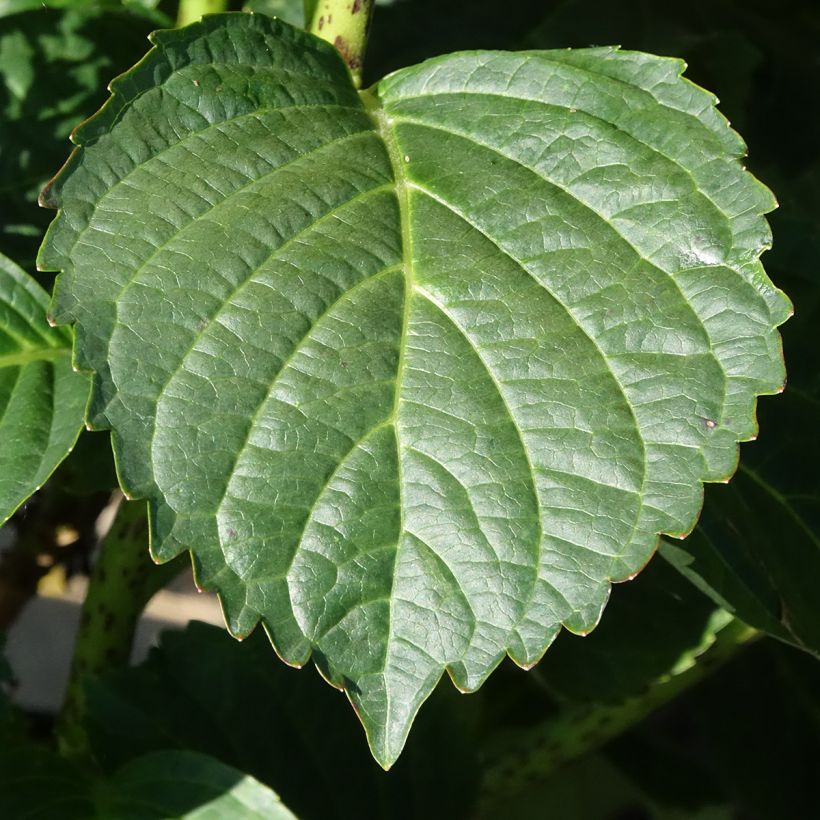 Hydrangea macrophylla Everbloom White Wonder - Mophead Hydrangea (Foliage)