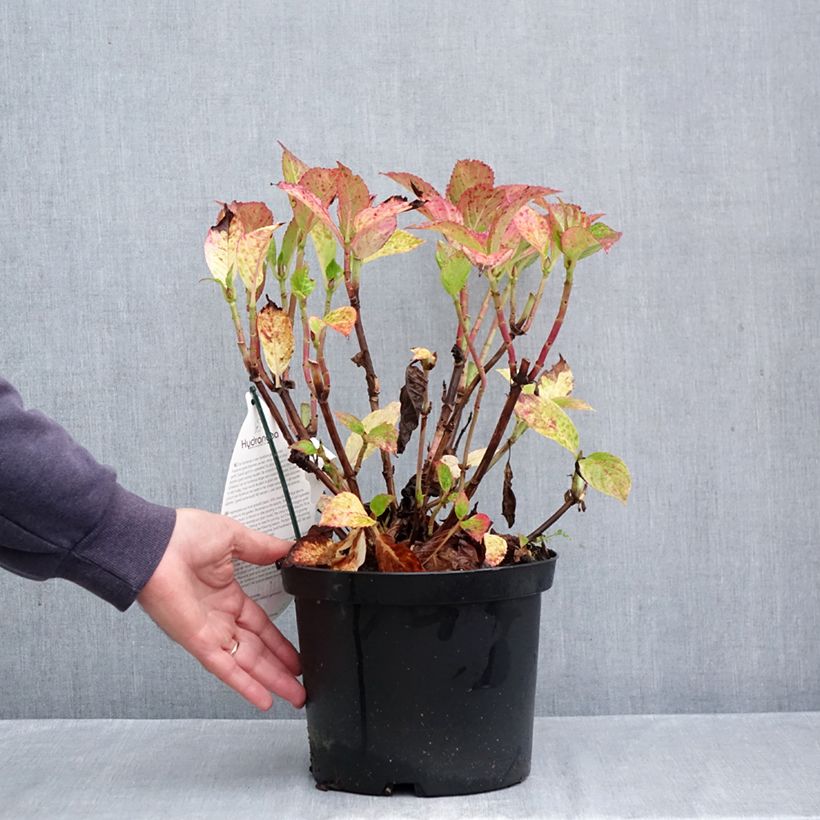 Hydrangea macrophylla Fantasia  3L/4L pot sample as delivered in autumn