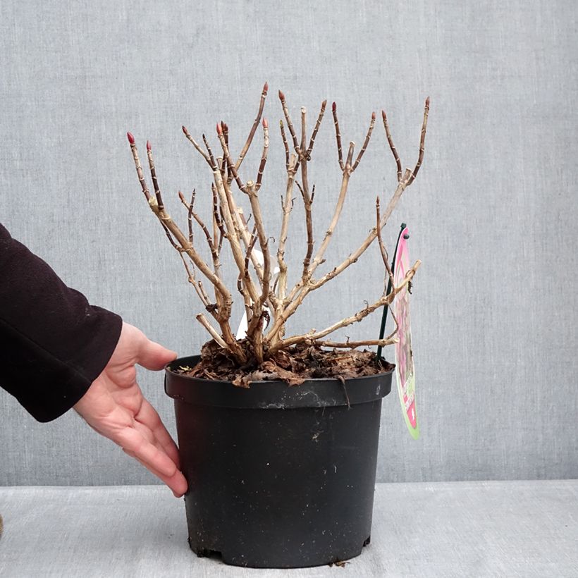 Hydrangea macrophylla Fantasia  3L/4L pot sample as delivered in winter