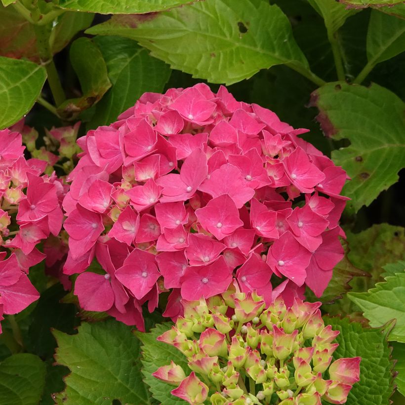 Hydrangea macrophylla Glowing Ambers (Flowering)