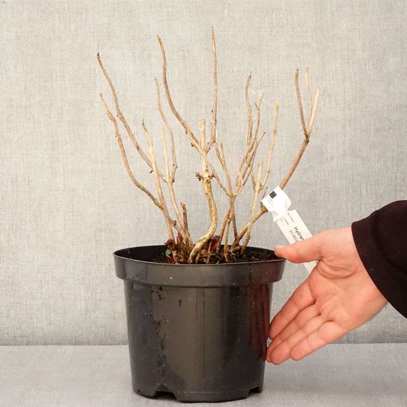 Hydrangea macrophylla Gräfin Cosel - Mophead Hydrangea 3L/4L pot sample as delivered in spring