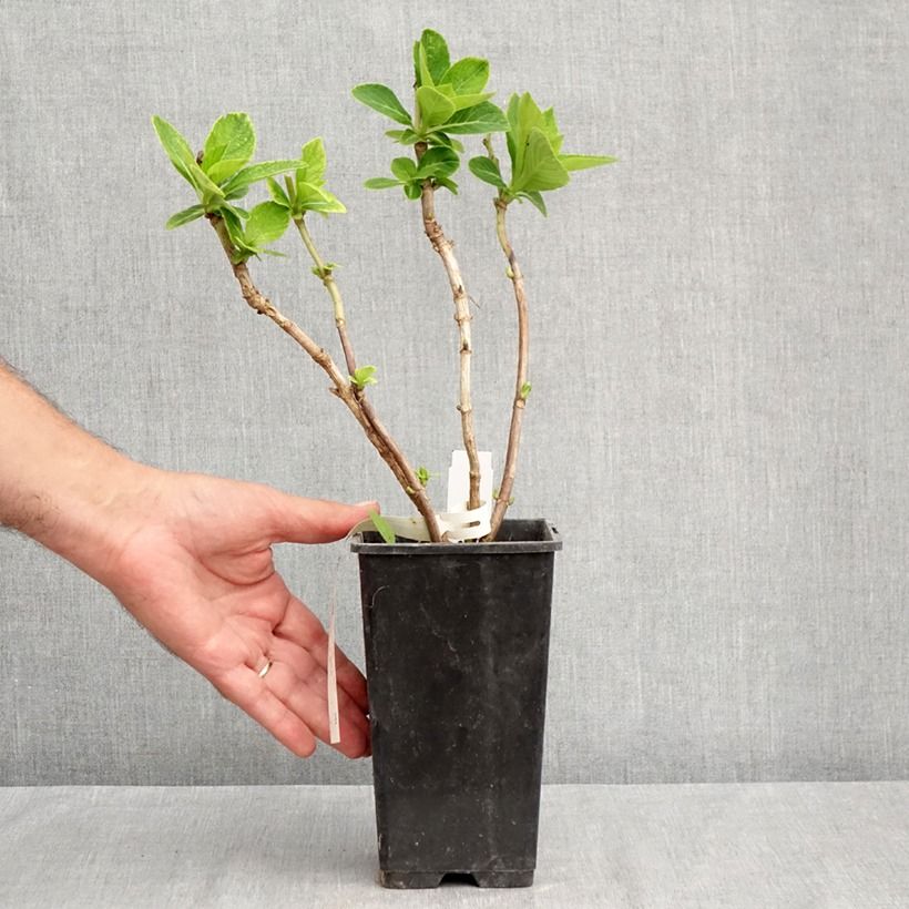 Hydrangea macrophylla Green 1.5L/2L pot sample as delivered in summer