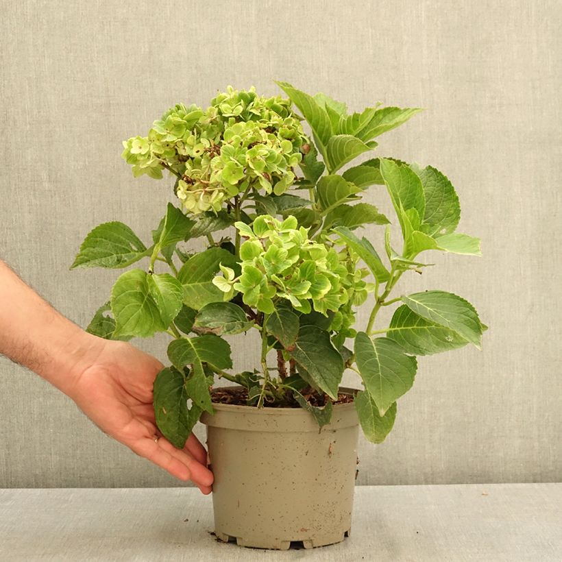 Hydrangea macrophylla Green 2L/3L pot sample as delivered in summer