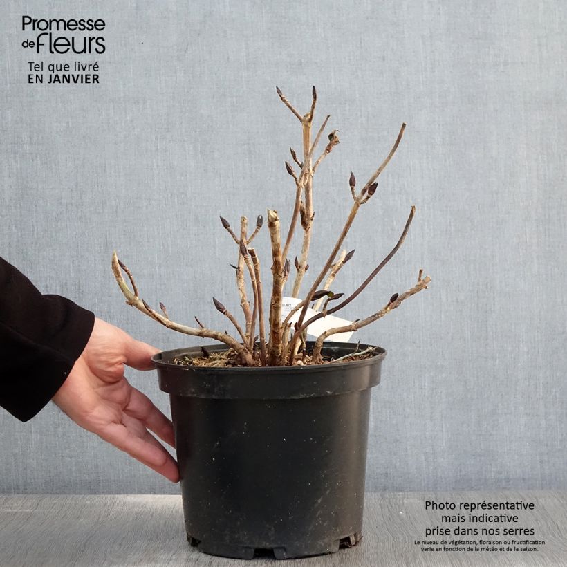 Hydrangea macrophylla Hovaria Hopcorn 4L/5L pot sample as delivered in winter