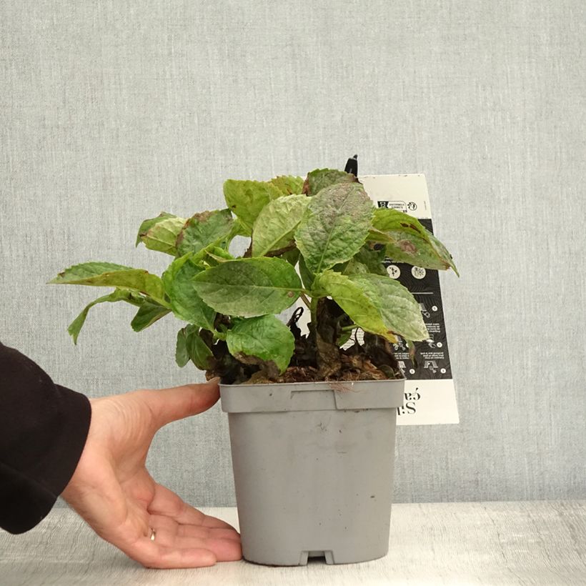 Hydrangea macrophylla Immaculata 2L/3L pot sample as delivered in autumn