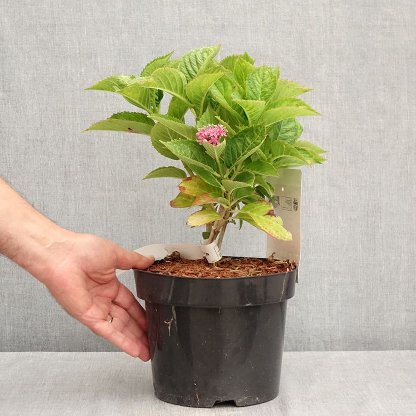 Hydrangea macrophylla Royalty Kardinal Violet 2L/3L pot sample as delivered in summer