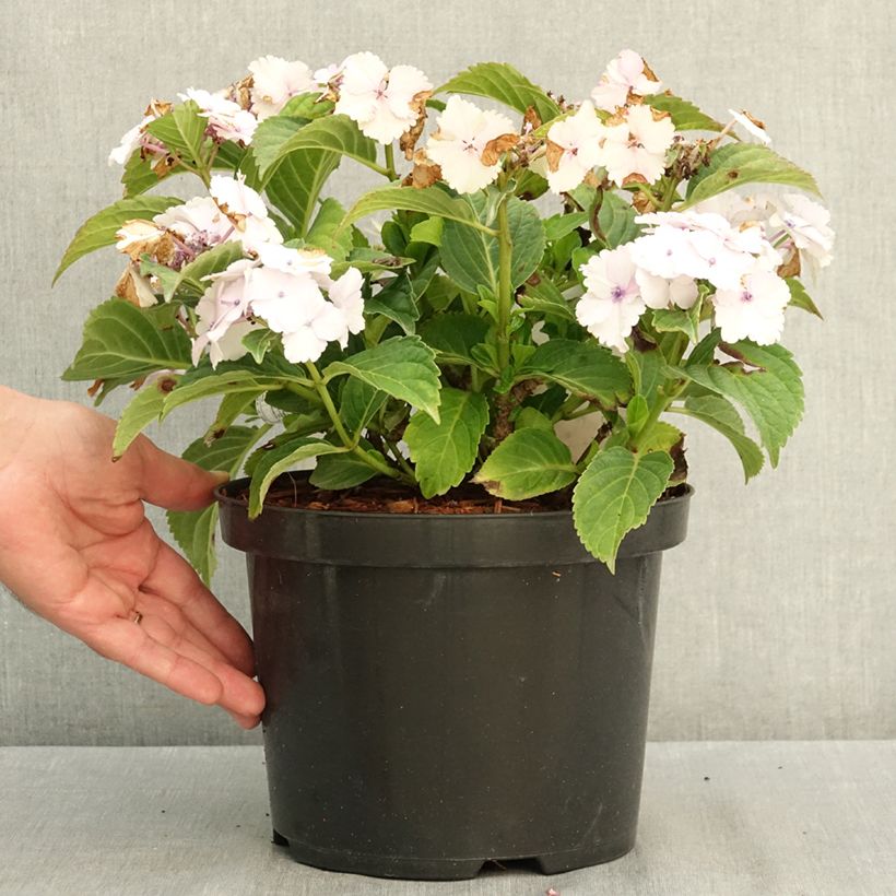 Hydrangea macrophylla Koria 4L/5L pot sample as delivered in summer