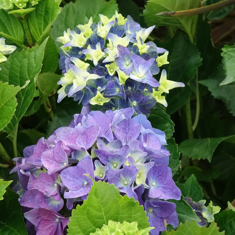 Hydrangea macrophylla Lady Mata Hari (Flowering)