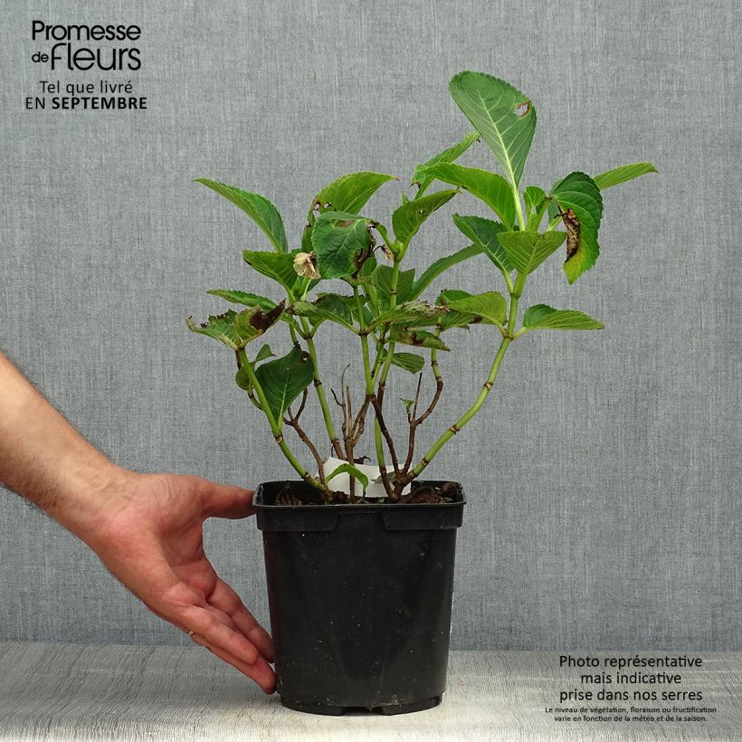 Hydrangea macrophylla Frau Nobuko 2L/3L pot sample as delivered in autumn