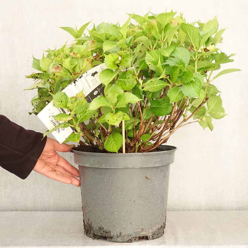 Hydrangea macrophylla Leuchtfeuer 7.5L/10L pot sample as delivered in spring