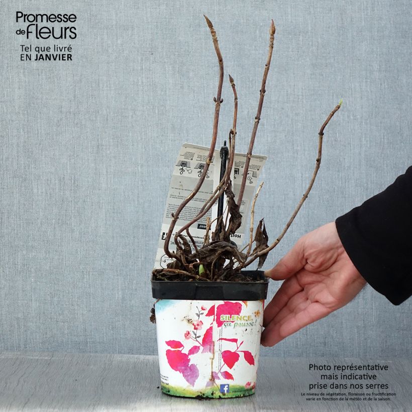 Hydrangea macrophylla Libelle 2L/3L pot sample as delivered in winter